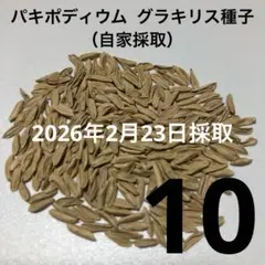 【毎週月曜日発送】Y’s farm様 リクエスト 3点 まとめ商品