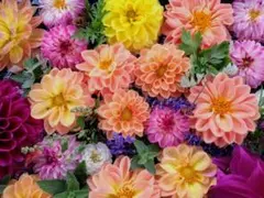 チャコララ様専用出品