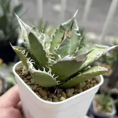 2025年最新】オテロイ実生の人気アイテム - メルカリ