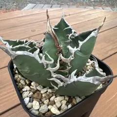 2025年最新】海王 アガベの人気アイテム - メルカリ