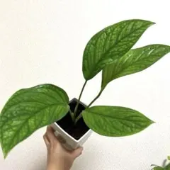 YUNMI様 リクエスト 2点 まとめ商品