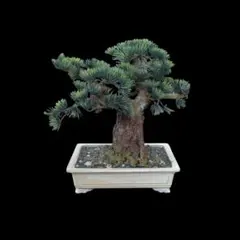 造花盆栽 松盆栽 大型 和風インテリア 人工観葉植物 飾り盆栽 高級感ありのサムネイル