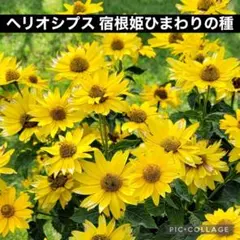 ナナタン(^^)様 リクエスト 4点 まとめ商品