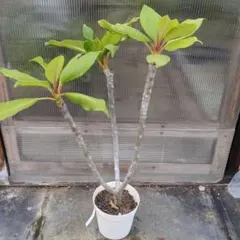 こことら様 リクエスト 3点 まとめ商品