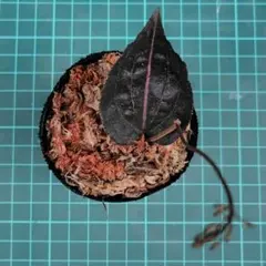 sekijee様 リクエスト 2点 まとめ商品