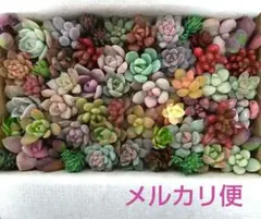 j 多肉植物セダム 多肉弁当 カット苗セット 詰め合わせ (中)