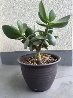 多肉植物　金のなる(抜き苗）のサムネイル
