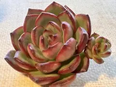 ひ*ん様 No.s997 新入荷　万宝竜　エケベリア　多肉植物　撮影1月19日