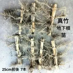 2026年最新】真竹 苗の人気アイテム - メルカリ
