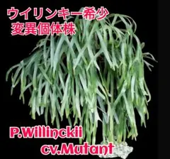 help help helpウイリンキー変異個体株　格好良い大株 希少株ですが、めちゃくちゃ育てやすい ウイリンキー変異個体株 - メルカリ