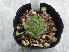 Rinママ様 リクエスト 3点 まとめ商品