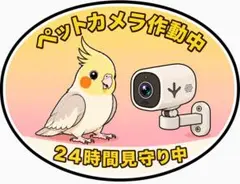 オカメインコ　ペットカメラシールのサムネイル