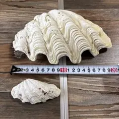 工作やインテリアに！貝殻　シャコガイの殻（片面）2個