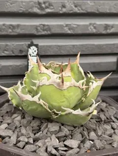 Agave titanota 黒犀牛 Lize血統　PBF産のサムネイル
