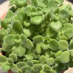 多肉植物【アロマティカス】 ポットごと or 抜き苗 6㎝ポット - メルカリ