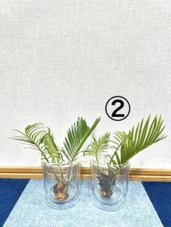 2026年最新】蘇鉄 子株の人気アイテム - メルカリ