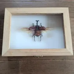 世界最大級 希少 ヨナグニサン 標本 額装品 蛇頭蛾 アトラスオオナマズ