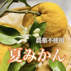 夏みかん７kg 約16〜18個　福井県産のサムネイル