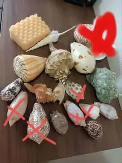 貝殻11種