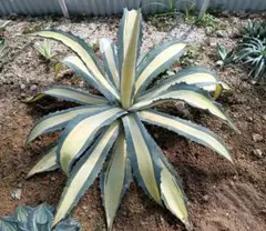 2025年最新】那智の輝きの人気アイテム - メルカリ