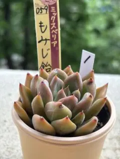 多肉 桜鬼 札付き ミックスベリア おらいさん苗 検) 青札 ざわわ