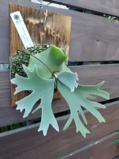 ビカクシダ P.willinckii YAL pup 株分子株 - メルカリ