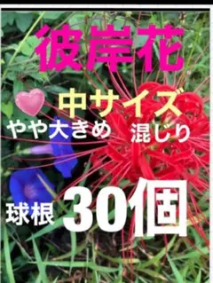 真っ赤な彼岸花の球根　大中計2００個 球根【彼岸花／曼珠沙華 球根 大〜小球 赤約50個】 - メルカリ
