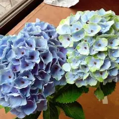 八重咲き❗️紫陽花 抜き苗 一本 土を減らし黒ビニールポットで 
