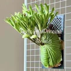 2026年最新】リドレイナローの人気アイテム - メルカリ