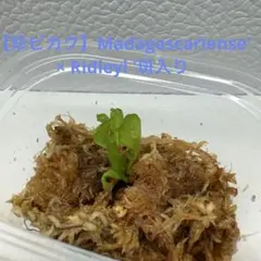 【珍ビカク】Madagascariense' × Ridleyi '斑入りのサムネイル