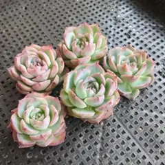 rain様 リクエスト 4点 まとめ商品