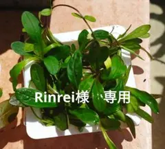 Rinrei様　専用　アジュガのサムネイル