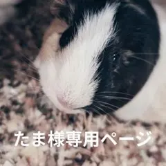 たま様専用ページ
