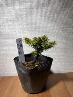 2026年最新】蝦夷松盆栽の人気アイテム - メルカリ