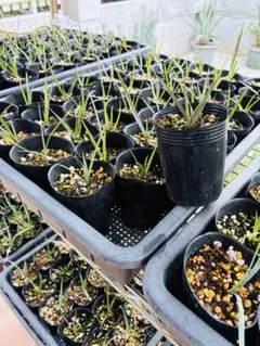 2025年最新】ユッカロストラータの人気アイテム - メルカリ