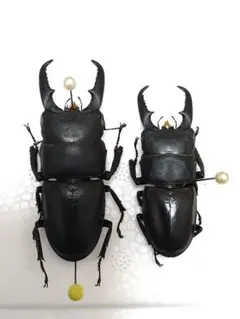 インド ヒラタクワガタ 標本 インド産クルビデンス 野外標本 ヒラタクワガタ - Wikipedia