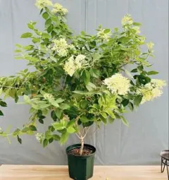 現品］45番 ピラミッドアジサイ 9号 植物 紫陽花 ノリウツギ 落葉低木