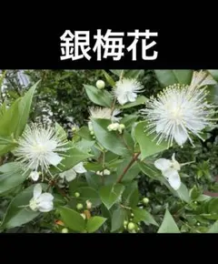 白式部 シロシキブの実から発芽した充実抜き苗 2年目と3年目 各1本ずつ