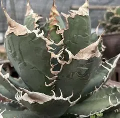 2026年最新】アガベ悪魔くんの人気アイテム - メルカリ