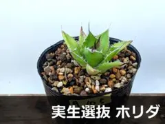 2026年最新】アガベホリダsspホリダの人気アイテム - メルカリ