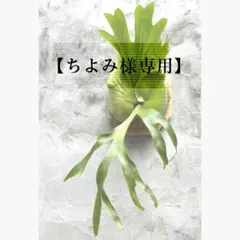 【ちよみ様専用】ご確認用①〜③