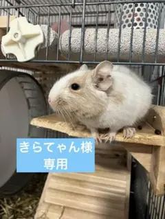 Item thumbnail for item f868f112-a989-4454-8e49-57475cb3587c