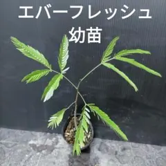 ⑥ エバーフレッシュ 幼苗