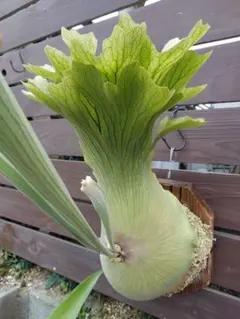 紅のイチマ様 リクエスト 2点 まとめ商品