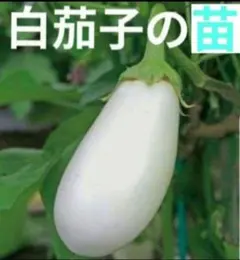 チャト丸様 リクエスト 2点 まとめ商品