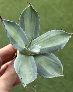 アガベ　まとめ売り 2025年最新】アガベまとめ売りの人気アイテム - メルカリ