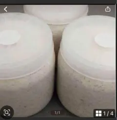 Item thumbnail for item 23170d66-ed65-485f-b304-e96b2fcc3b9f