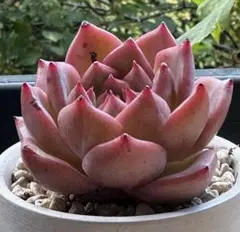 き*ば様 No.e225 新品種　名前なし　エケベリア　撮影12月10日