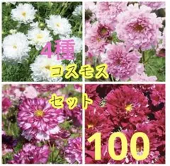 コスモスの種ダブルクリック4品種セット八重咲き （各25粒❤️合計100