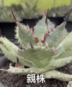 アガベ A-30特白肌怒雷神×妖炎 子株 Hu plantsタグ付き - メルカリ
